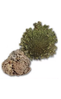 Rose of Jericho