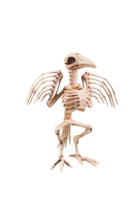 Kraaienskelet (32 cm)