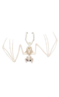 Vleermuis skelet (30 cm)